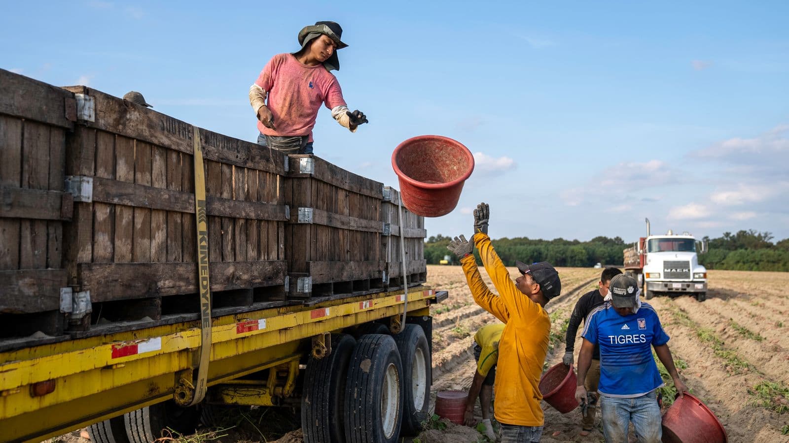Carga de cajas de producto hortofrutícola en un camión